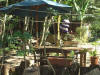 barigarden-13.JPG (77599 �o�C�g)