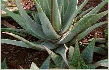aloe-vera-02.jpg (12169 �o�C�g)
