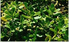 bacopa-monniera1.jpg